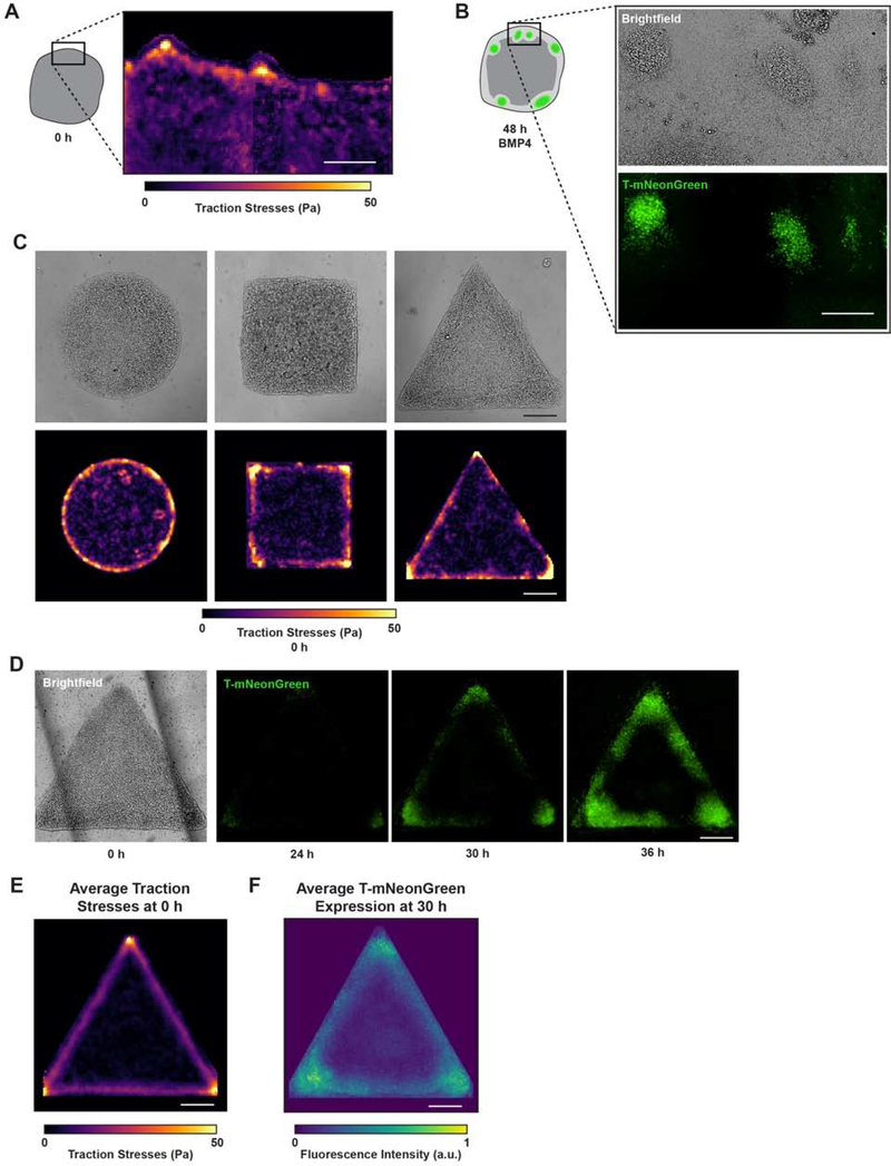 Figure 3: