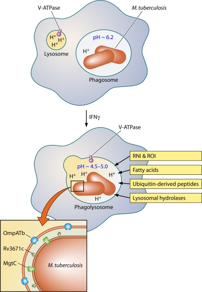 FIG. 1.