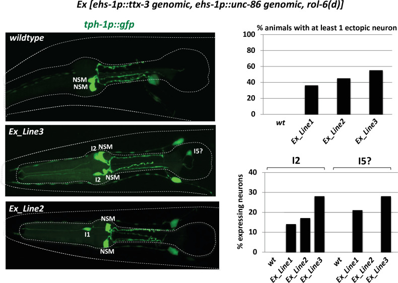 Figure 11—figure supplement 2.