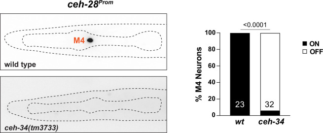 Figure 6—figure supplement 2.