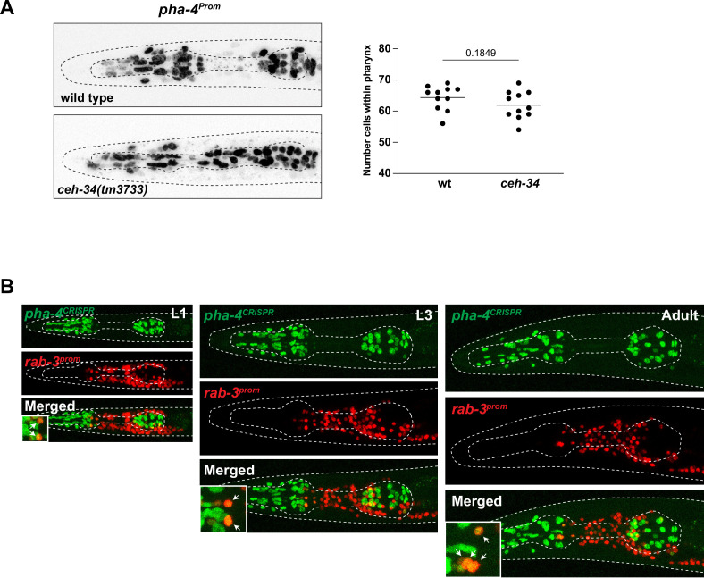 Figure 2—figure supplement 2.