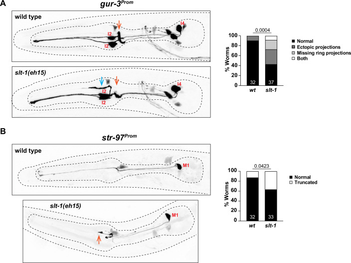 Figure 8—figure supplement 2.