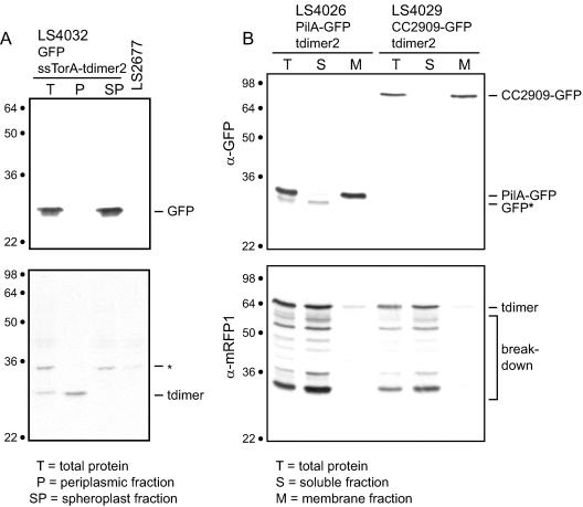 FIG. 4.