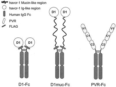 FIG. 1.