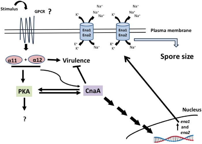 Fig 11