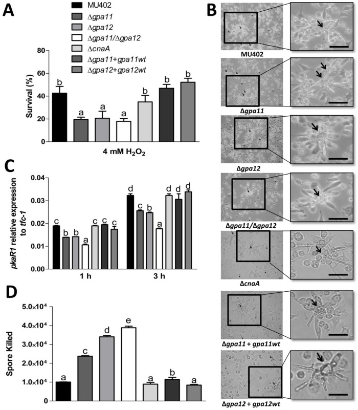 Fig 10