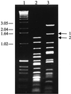 FIG. 2