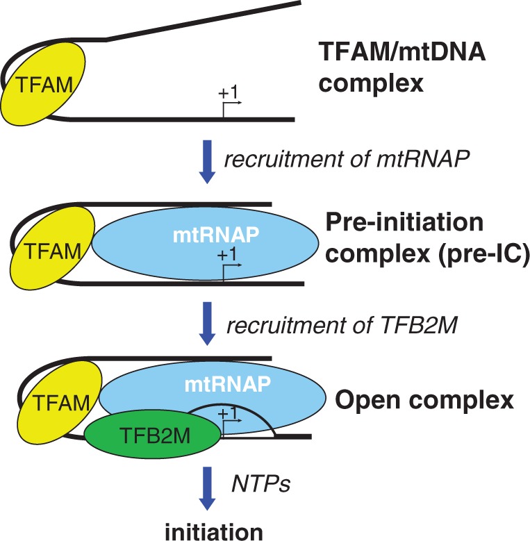 Figure 6.