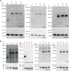 Figure 1—figure supplement 2.