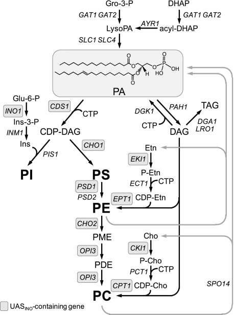 FIGURE 1.