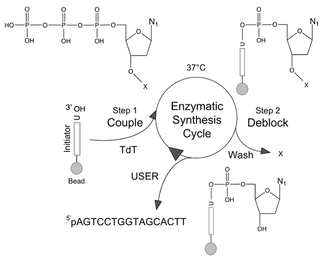 graphic file with name nihms-1685033-f0012.jpg