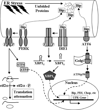 FIG. 1.