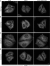 FIGURE 7: