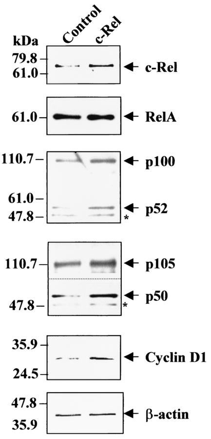 FIG. 12.