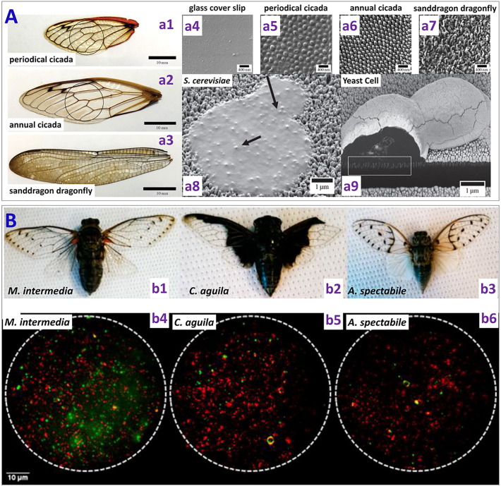 Fig. 9