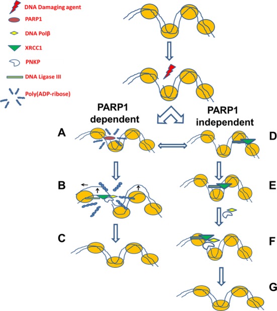 Figure 11.