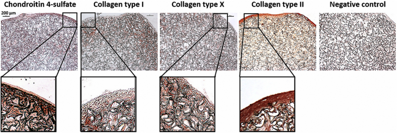 Fig. 6