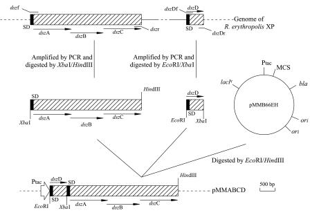 FIG. 1.