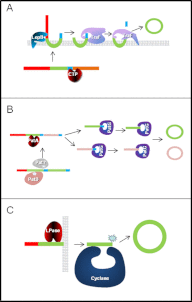 FIGURE 3.