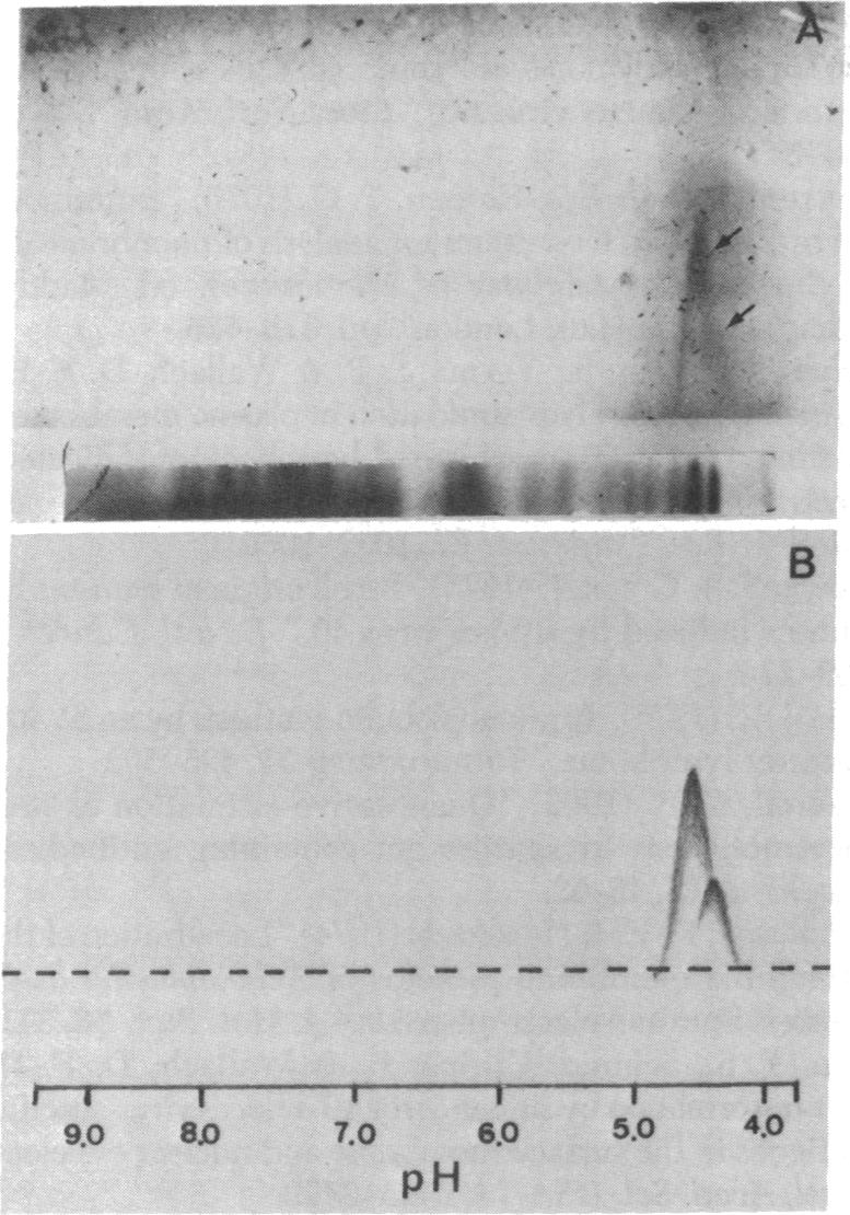 graphic file with name pnas00033-0371-a.jpg