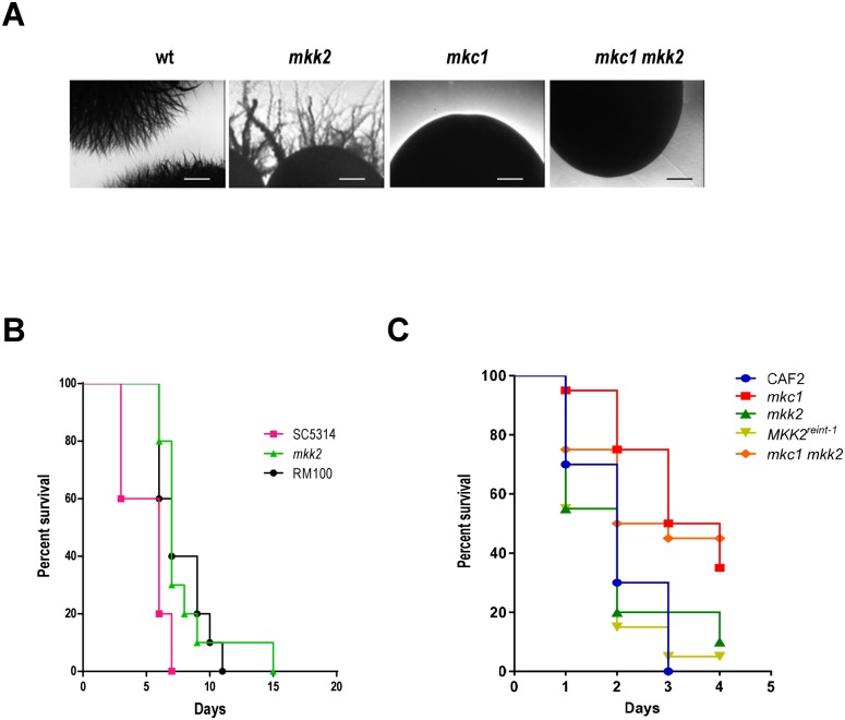 Fig 6