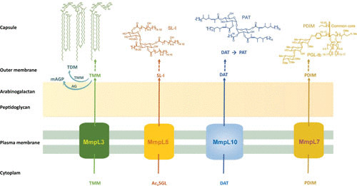 FIGURE 2