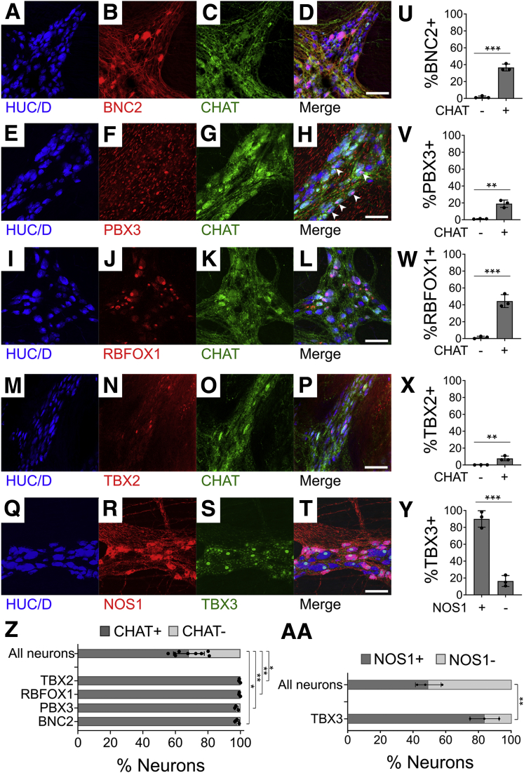 Figure 19