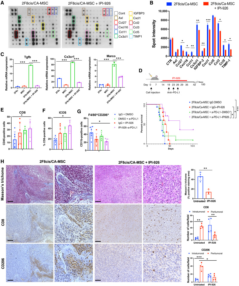 Cancer-associated MSC drive tumor immune exclusion and resistance to ...