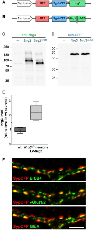 Figure EV3