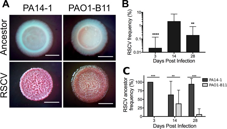 FIG 2