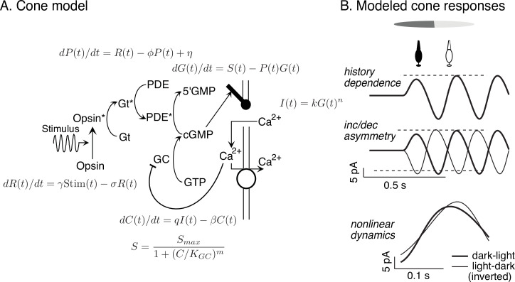 Figure 6—figure supplement 1.