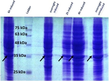 Fig. 4