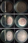 Fig. 2