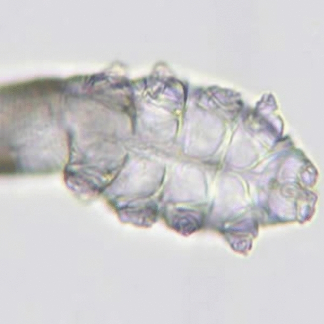Fig. 2