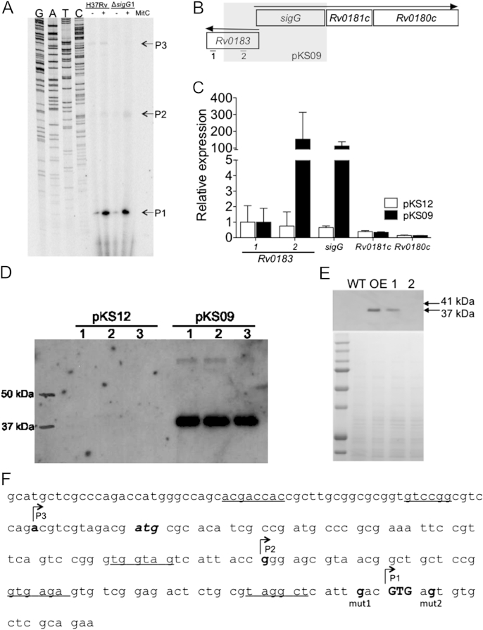 Figure 2