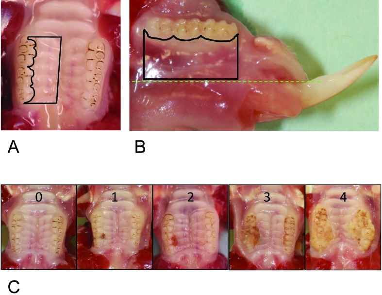 Figure 2.