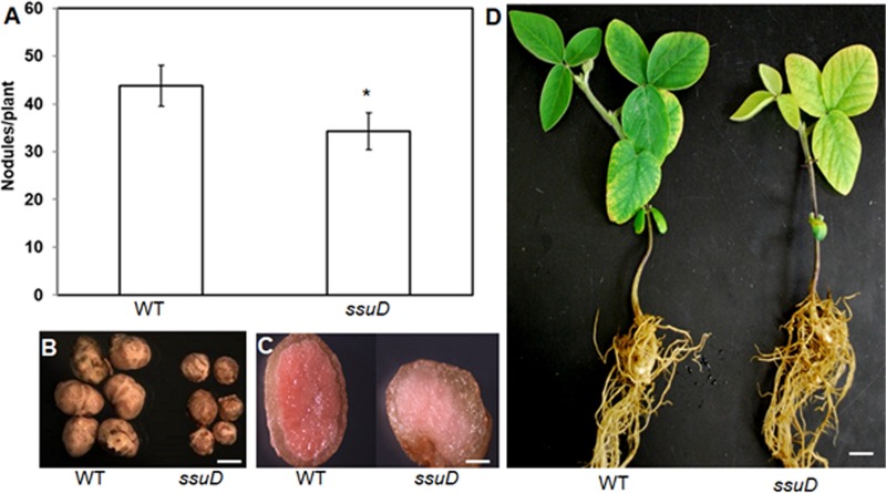 FIG 1