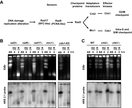 Figure 2.