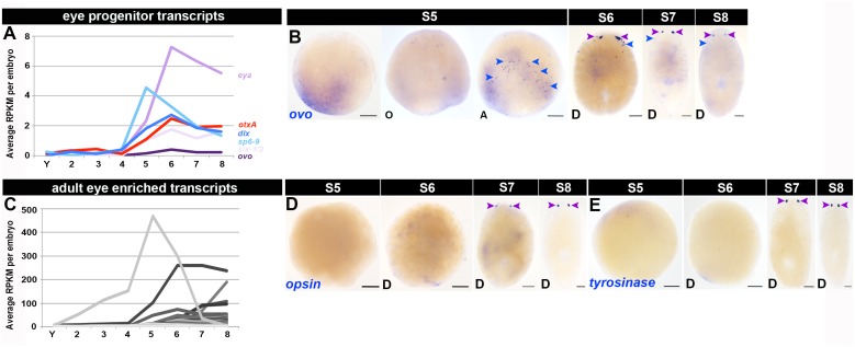 Figure 1—figure supplement 19.