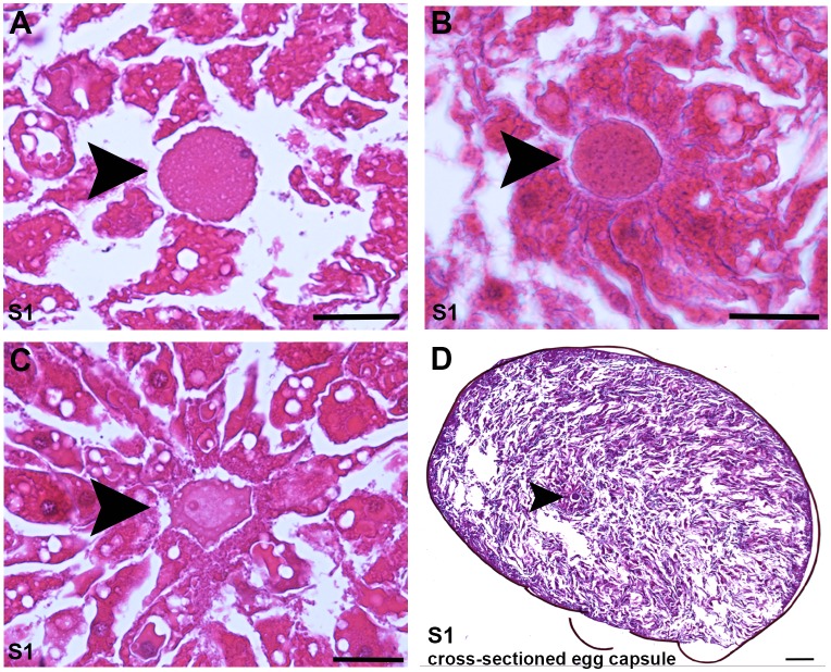 Figure 1—figure supplement 1.