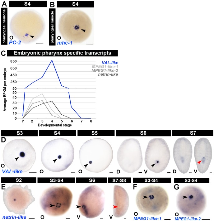 Figure 1—figure supplement 12.