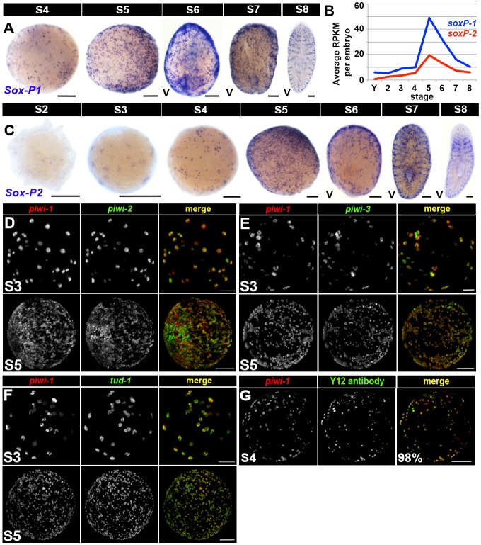 Figure 4—figure supplement 1.