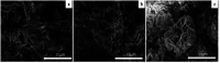 Fig. 12