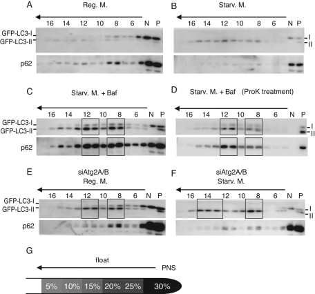 FIGURE 4: