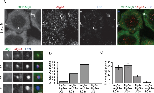 FIGURE 6: