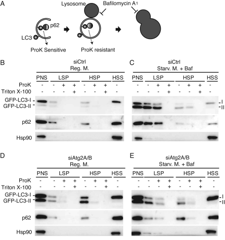 FIGURE 3: