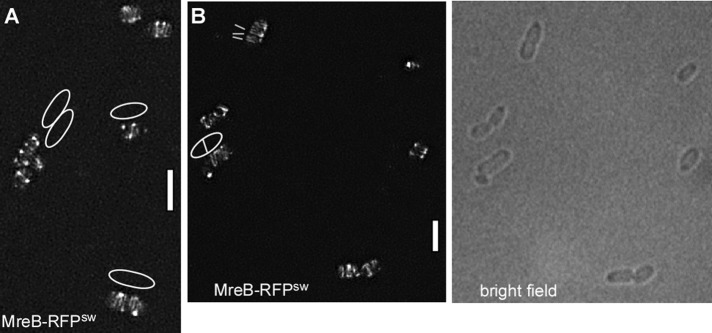 FIGURE 4: