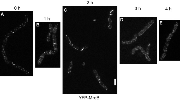 FIGURE 3: