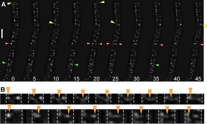 FIGURE 2: