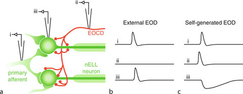 Reafferent Control in Electric Communication. Figure 3